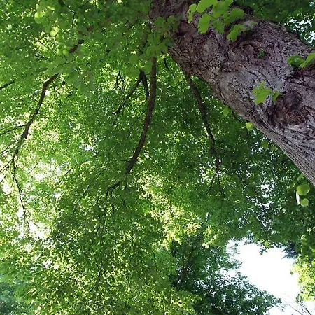 Bergenshofje * ברחן